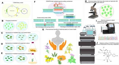 Frontiers Enhancement Of Specialized Metabolites Using CRISPR Cas Gene Editing Technology In